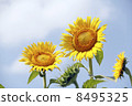 Summer sunflower 8495325