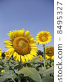 Sunflower 8495327