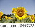 Sunflower 8495328
