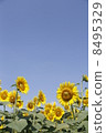Sunflower 8495329