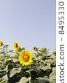 Sunflower 8495330