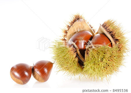 栗子 栗子 8495536