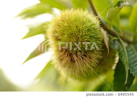 Chestnut fruit Chestnut fruit 8495545