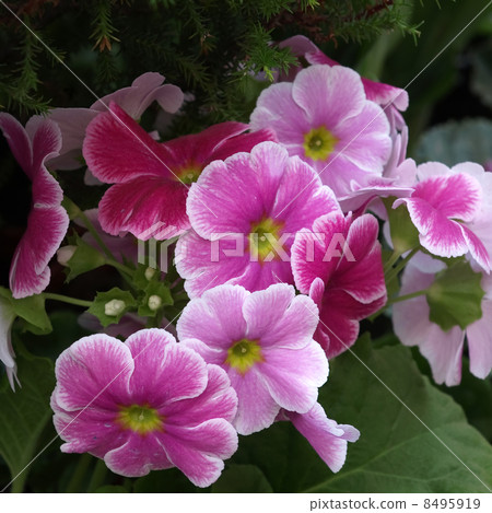 報春花·Obconica 8495919