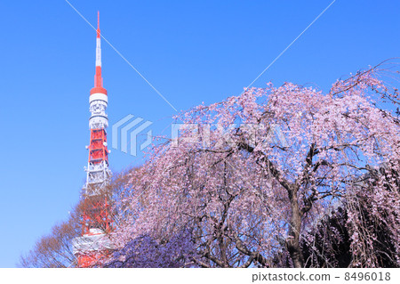 Branded cherry tree and Tokyo Tower Branded cherry tree and Tokyo Tower 8496018