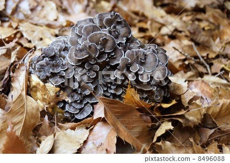 Dancers Dancers 8496088