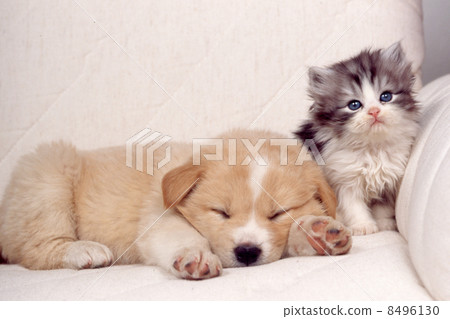 Cute little puppy and kitten 8496130