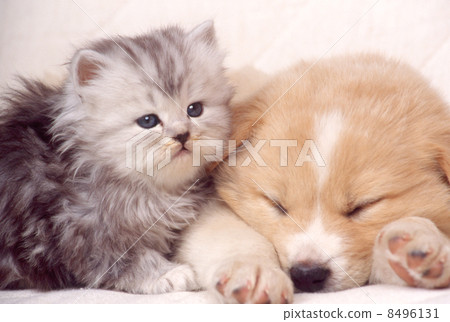 Cute little puppy and kitten Cute little puppy and kitten 8496131
