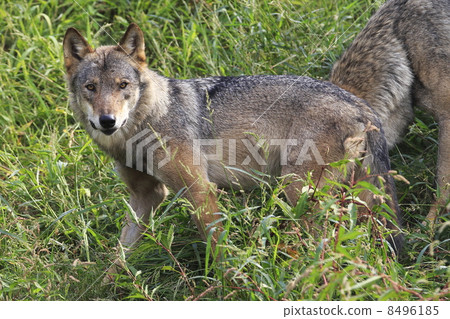 Europe wolf Europe wolf 8496185