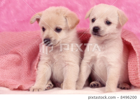 Cute little puppy Cute little puppy 8496200