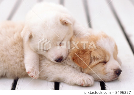 Sleeping puppy 8496227