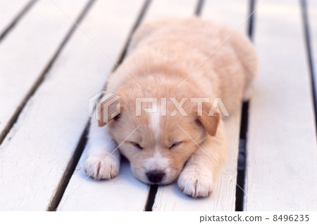 Sleeping puppy 8496235