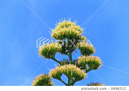 Flowers of agave Flowers of agave 8496312