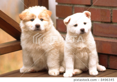 Good friend puppy Good friend puppy 8496345