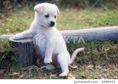 Cute little puppy 8496433