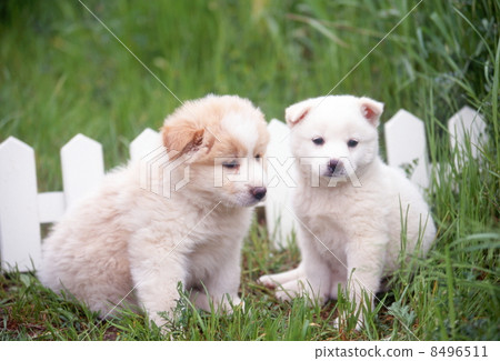 好朋友小狗 好朋友小狗 8496511