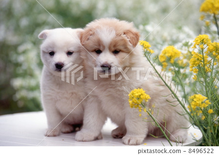 Good friend puppy 8496522