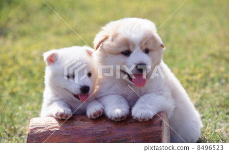 Good friend puppy 8496523