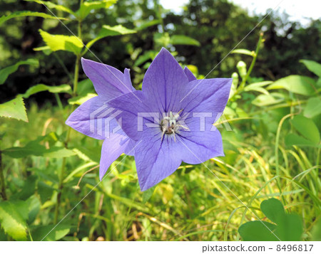 昭和/昭和紀念公園 8496817