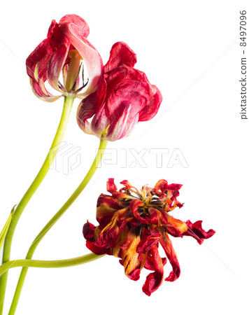 Wilted flower Wilted flower 8497096