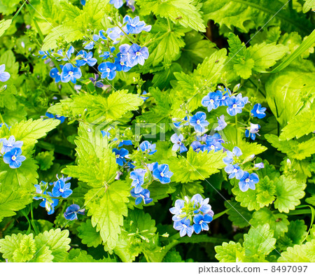 Flowers forget-me-and Flowers forget-me-and 8497097