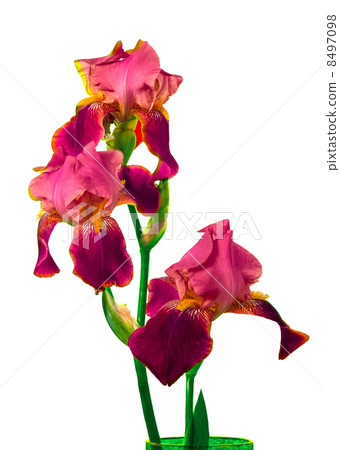 Deep purple iris flower 8497098