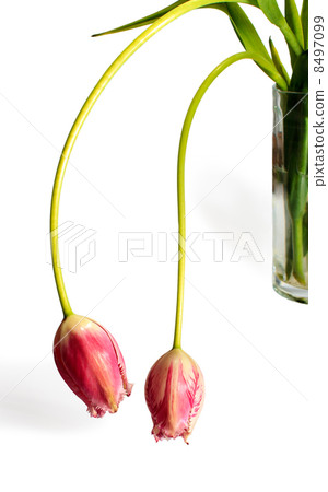 Two unopened tulip Two unopened tulip 8497099