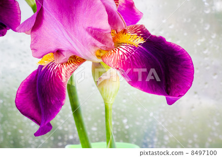Deep purple iris flower 8497100