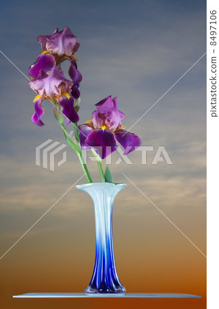 Bouquet deep purple iris flower Bouquet deep purple iris flower 8497106