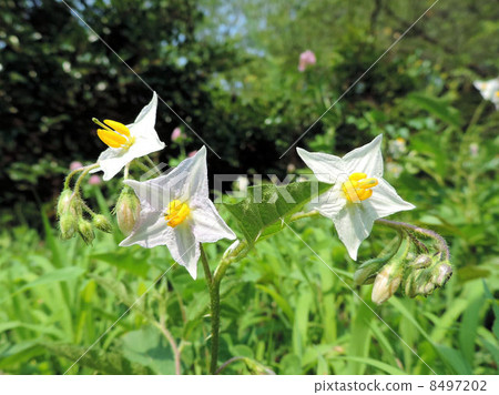 Flowers of Walnut Vi / Showa Memorial Park Flowers of Walnut Vi / Showa Memorial Park 8497202