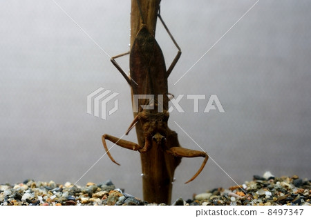 蠍蝽科 蠍蝽科 8497347