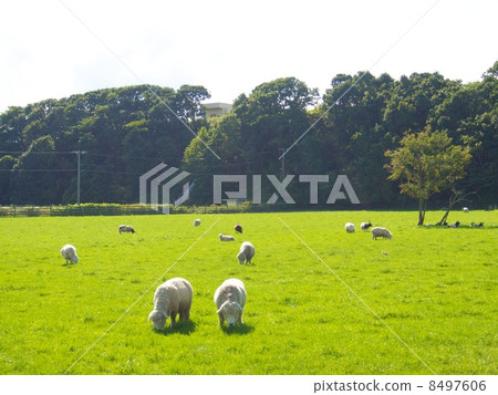 Sheep to eat grass 8497606