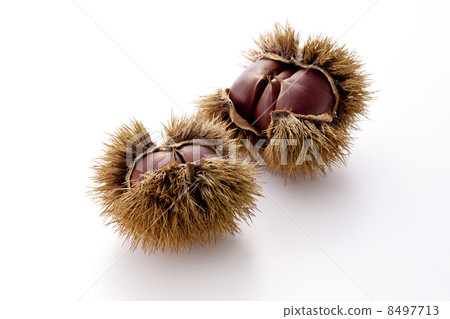 Chestnut  8497713
