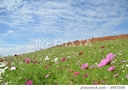 Mihara's Hill Mihara's Hill 8497806