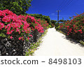 Taketomijima · Bougainvillea 8498103