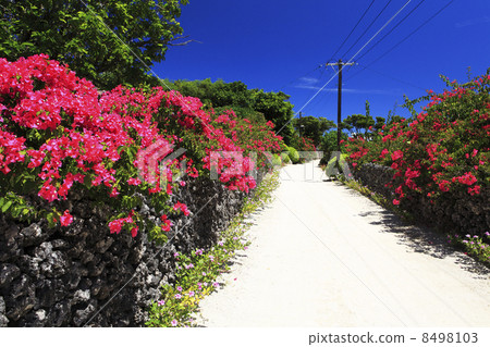 Taketomijima · Bougainvillea Taketomijima · Bougainvillea 8498103