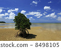Iriomote Island Mangrove 8498105