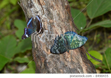 黑色墨水蝴蝶和Ruritateja 8498435