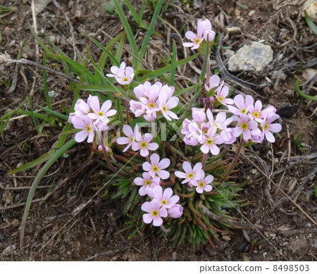 Visiting flowers in the Swiss Alps Visiting flowers in the Swiss Alps 8498503