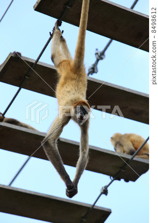 杰弗裡蜘蛛猴 8498612