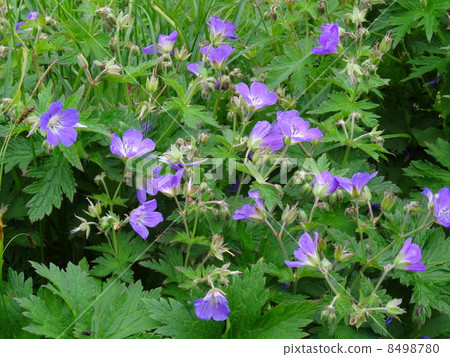 Visiting flowers in the Swiss Alps 8498780