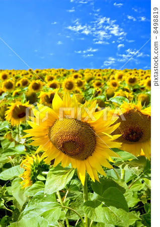 Sunflowers in field 8498819