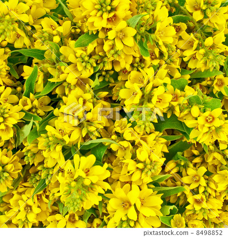 The texture of yellow flowers 8498852