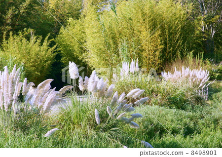 Pampas grass swaying in the wind: Yoshiyoshi Shirogane (Shigeru Shiragane) 8498901