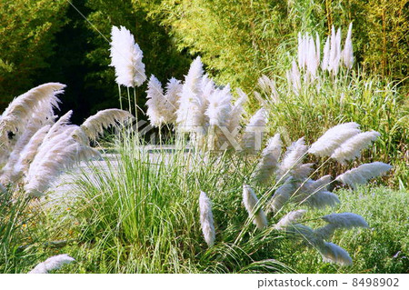 Pampas grass swaying in the wind: Yoshiyoshi Shirogane (Shigeru Shiragane) 8498902