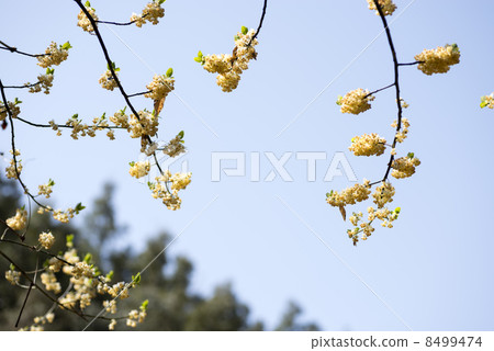 藍色朝向的花和藍天花 8499474