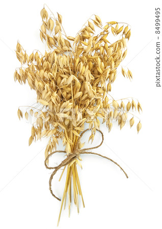 Oat stems with twine Oat stems with twine 8499495