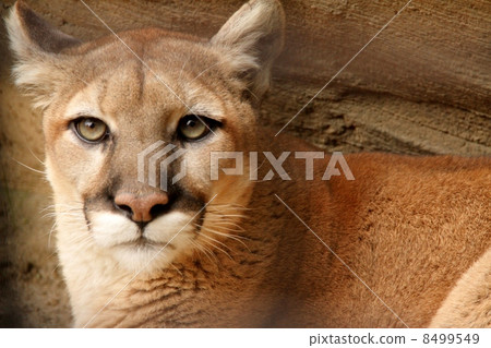 Puma Puma 8499549
