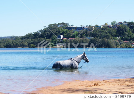 要沐浴的馬 8499779