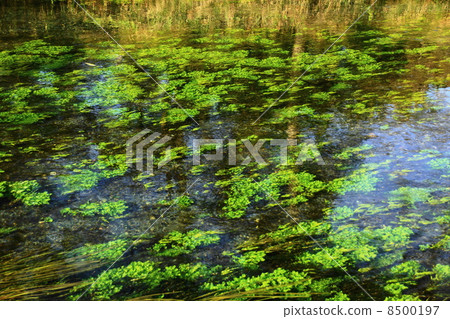 October river · spring spring 02 rhino (vertical) · Azumino 8500197